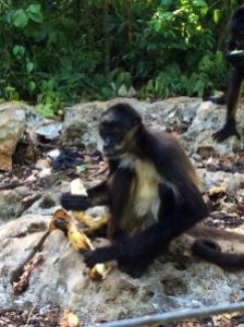 Monkey at Tulum sanctuary