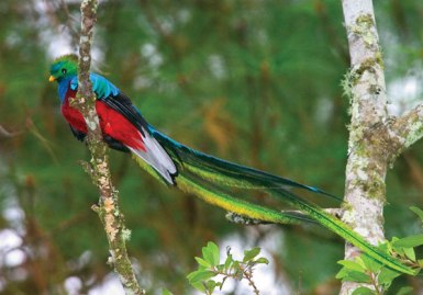 quetzal-bird-2