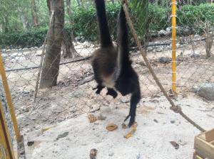 swinging monkey tulum mexico